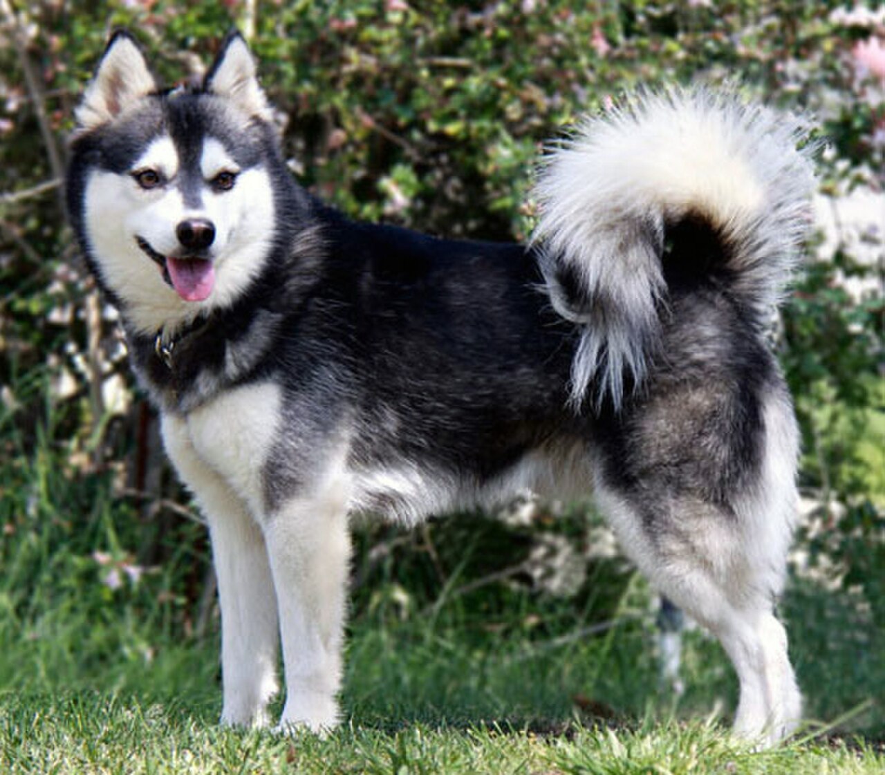 Alaskan Klee Kai dog
