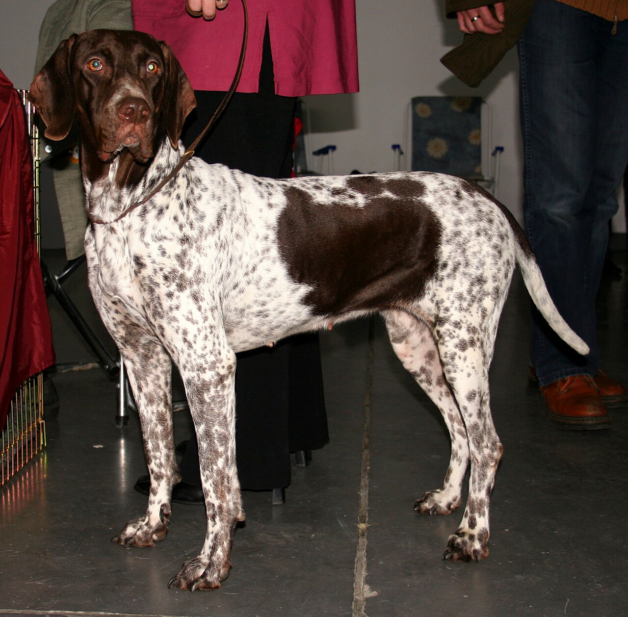 Old Danish Pointer dog