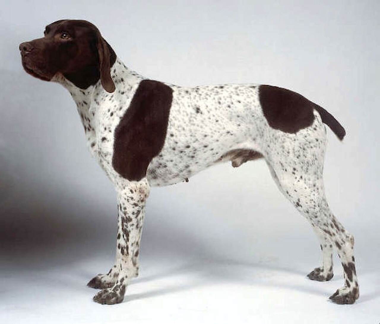 Braque Français dog
