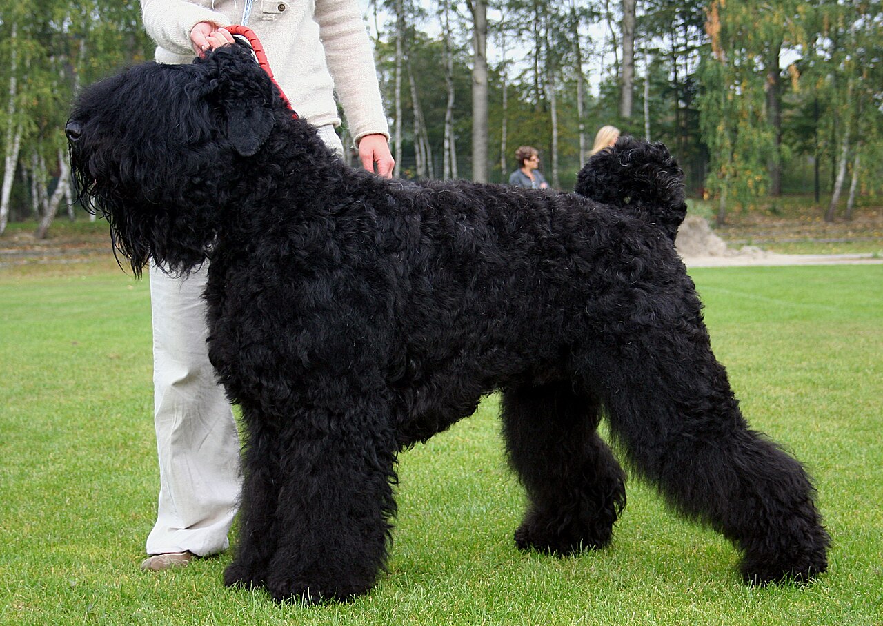 Black Russian Terrier dog