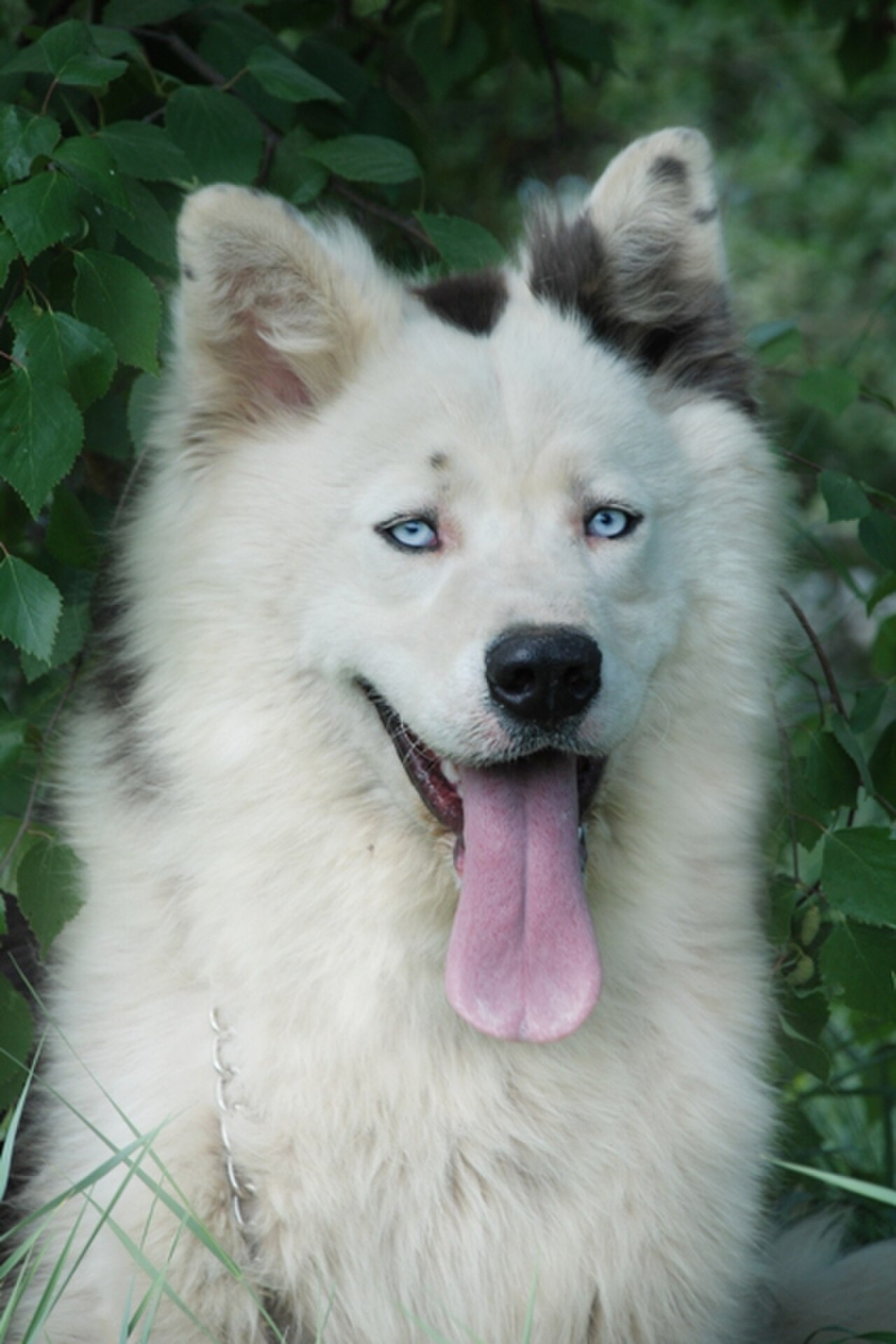 Yakutian Laika dog