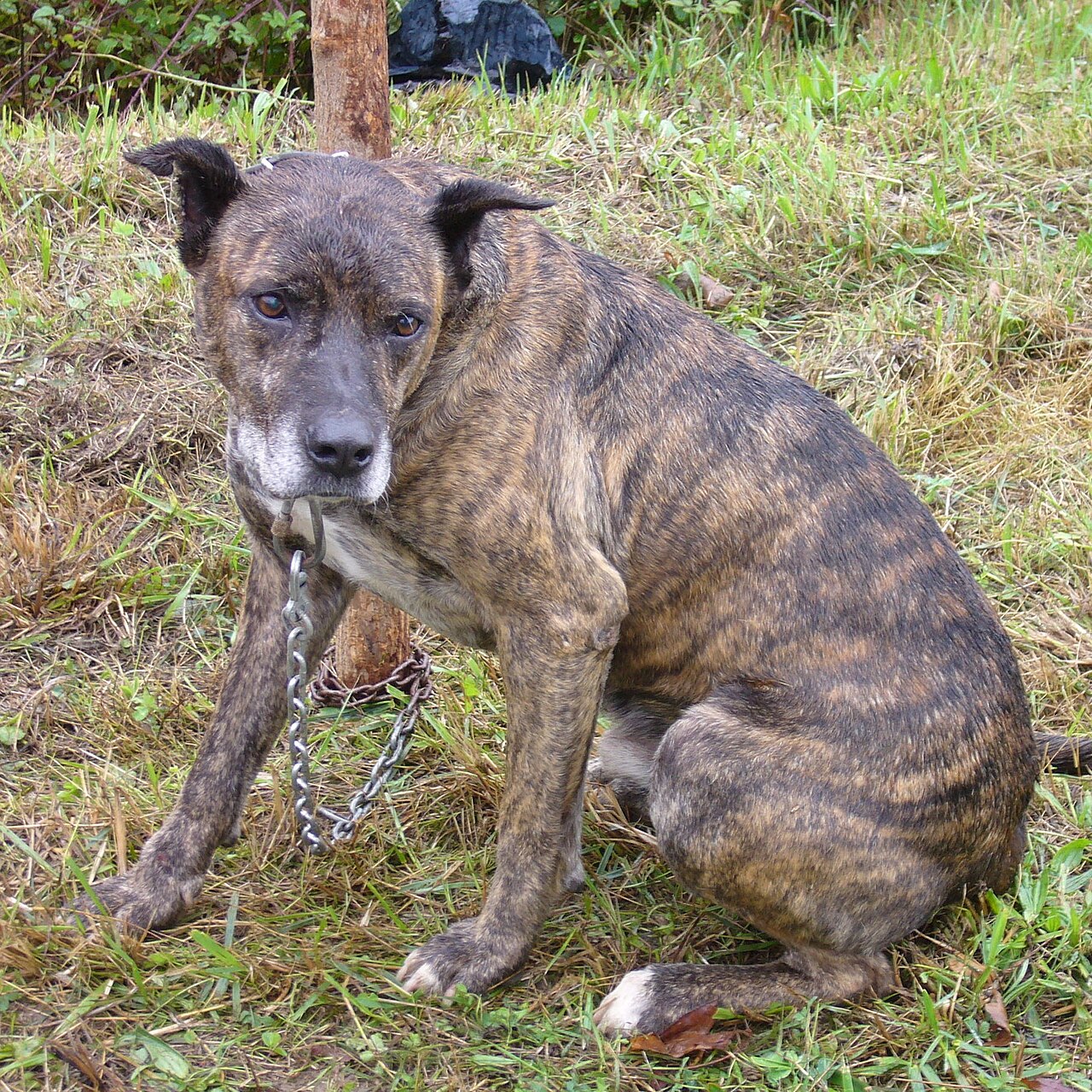 Villano de Las Encartaciones dog