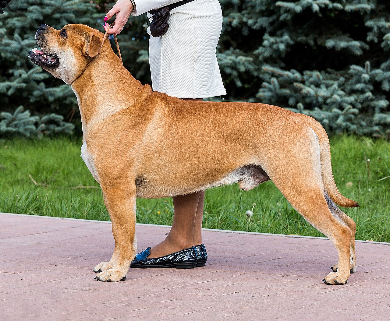 Ca de Bou dog