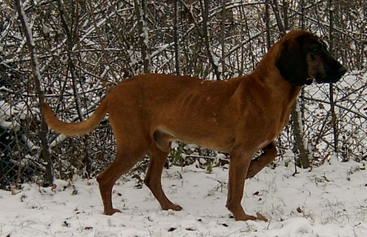 Bavarian Mountain Hound dog