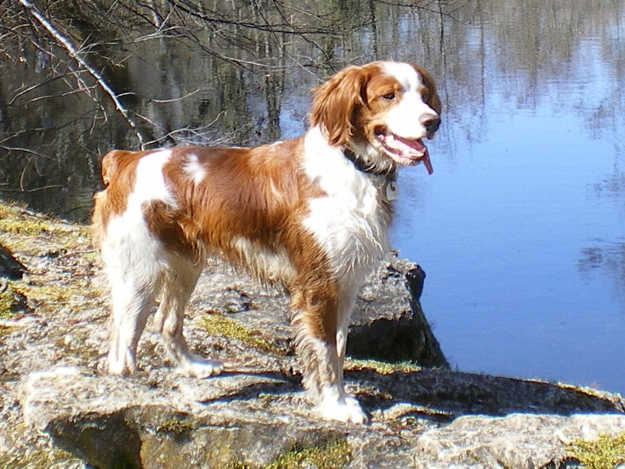 Brittany Spaniel dog