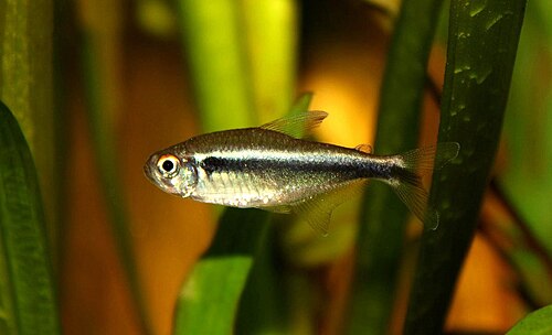 A photo of a Black Neon Tetra