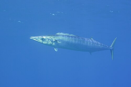 A photo of a Wahoo