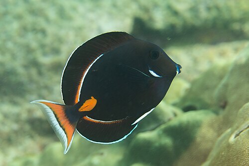A photo of a Achilles Tang
