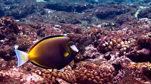A photo of a Powder Brown Tang