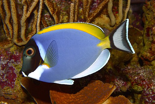 A powder blue tang with a dark face and yellow fin