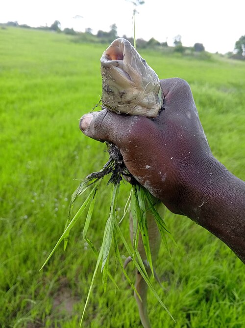 A photo of a African Lungfish