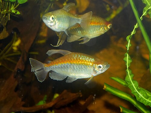 A Congo tetra with iridescent body and long fins