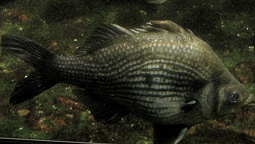A photo of a Asiatic Glassfish