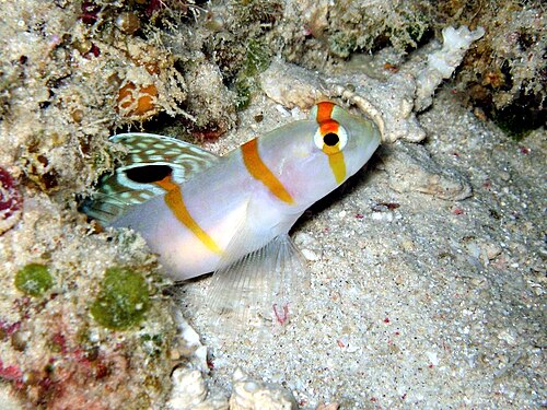 A photo of a Randall's Goby