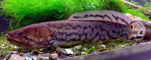 A photo of a Bowfin