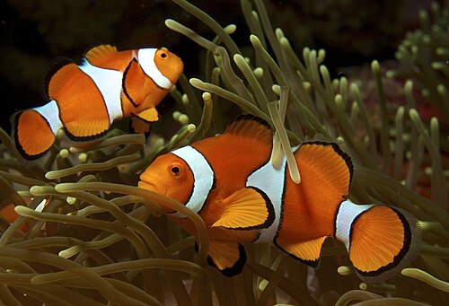 An orange-and-white clownfish nestled among sea anemone tentacles