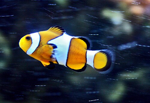 A photo of a Percula Clownfish