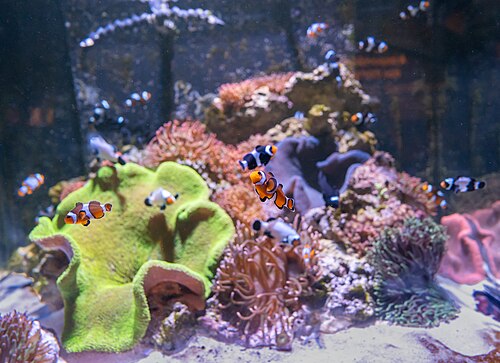 A photo of a Anemonefish