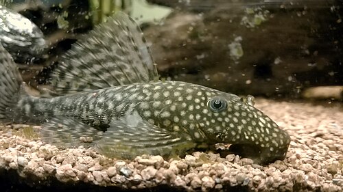 A bristlenose catfish resting in an aquarium