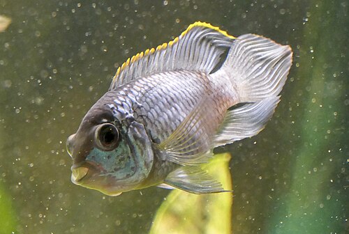 A photo of a Blue Acara