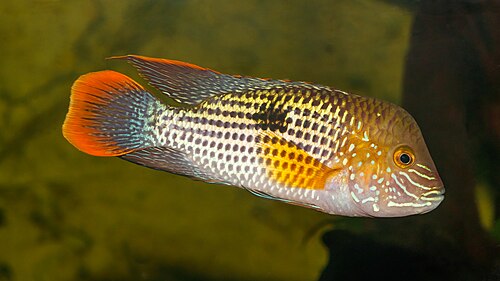 A photo of a Green Terror