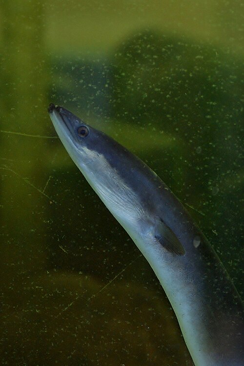 A photo of a European Eel