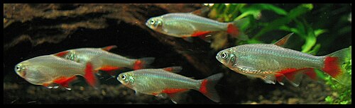 A bloodfin tetra with red-tipped fins