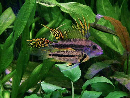 A photo of a Cockatoo Cichlid