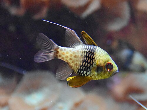 A pajama cardinalfish with a dark midbody band