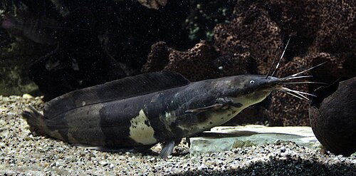 A photo of a Walking Catfish
