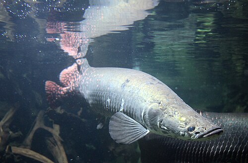 A photo of a Arapaima