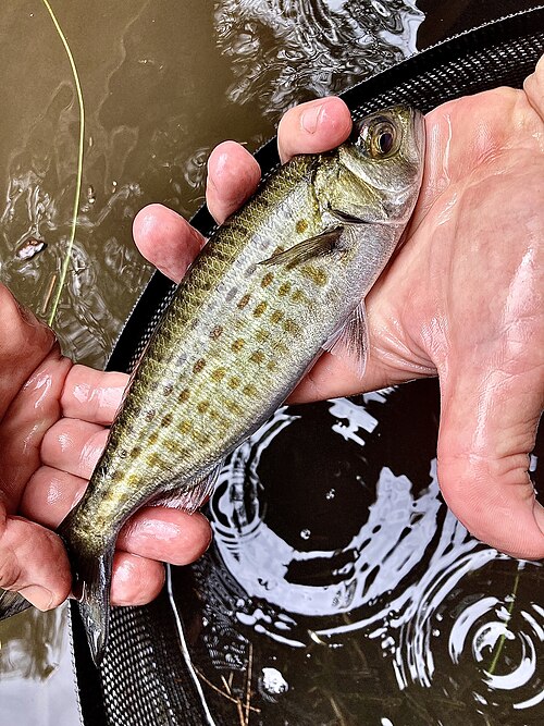 A photo of a Australasian Salmon
