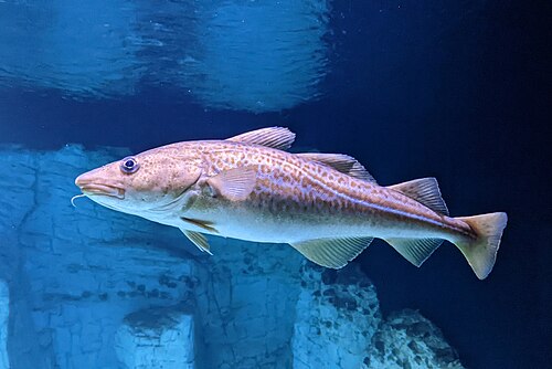 A photo of a Atlantic Cod