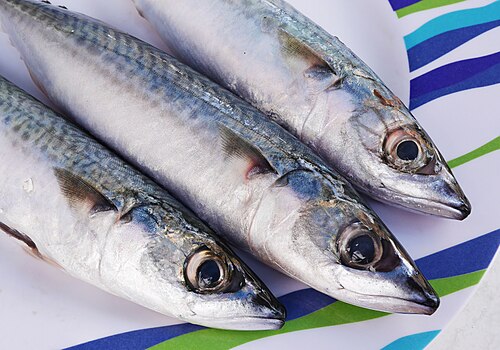 A photo of a Atlantic Mackerel