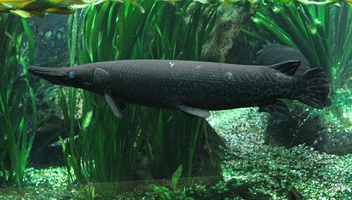 A photo of a Alligator Gar