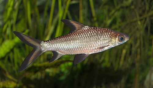 A silver bala shark with black-edged fins