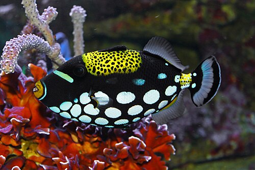 A photo of a Clown Triggerfish