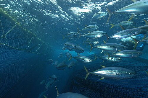 A photo of a Yellowfin Tuna