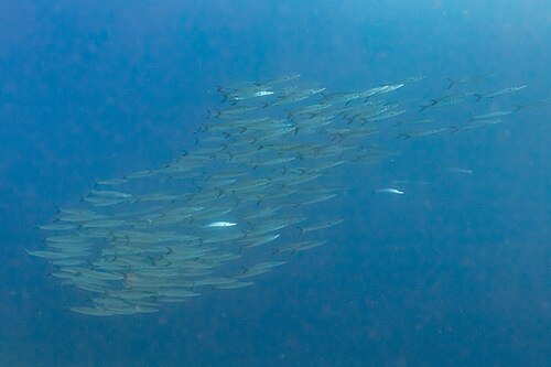 A photo of a Great Barracuda