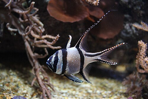A Banggai cardinalfish with black bars and white spots