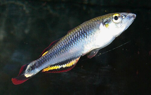 A photo of a Madagascar Rainbowfish