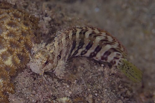 A photo of a Lawnmower Blenny