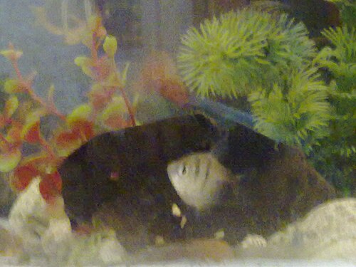 A black skirt tetra with dark rear fins