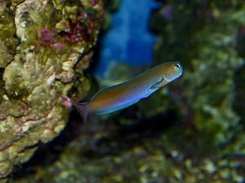 A photo of a Midas Blenny