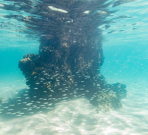 A photo of a European Anchovy