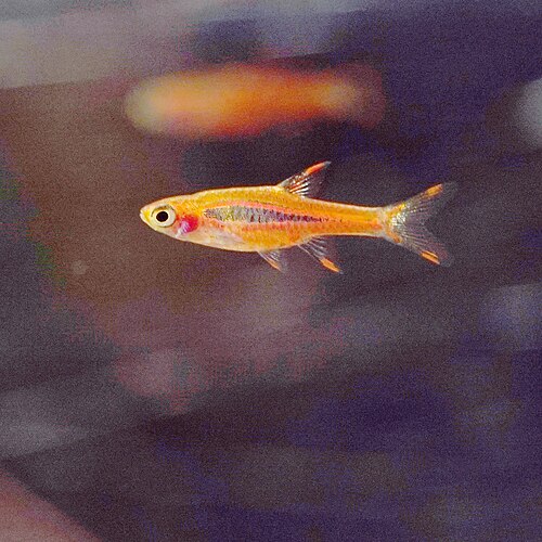 A photo of a Chili Rasbora