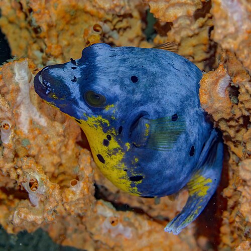 A photo of a Dogface Pufferfish