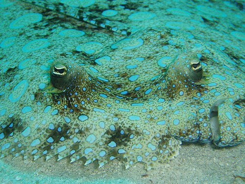 A photo of a Peacock Flounder