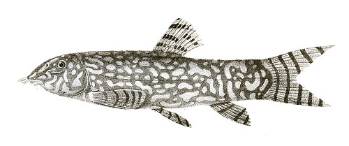 A photo of a Yoyo Loach
