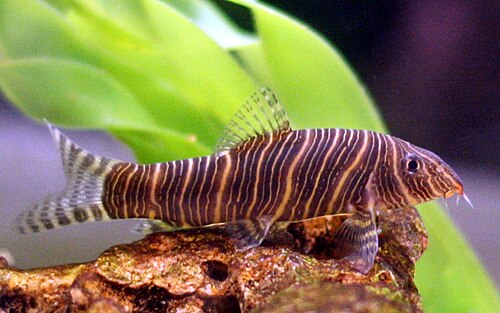 A zebra loach with dark vertical stripes